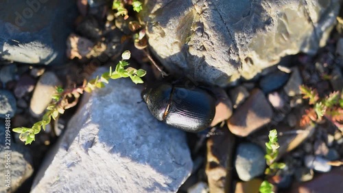 Big black beetle walk over gravel close up, could be Heteronychus arator