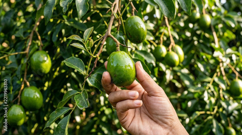 Hand picking green unripe olives from a tree branch, close-up, natural light