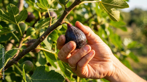 Hand picking ripe dark purple fig from a tree in organic orchard during harvest season