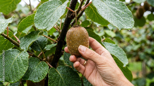 Hand harvesting ripe kiwi fruit from a tree with wet leaves