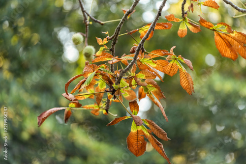 Gros plan sur le feuillage d'un châtaignier en automne