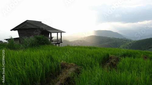 Rice tree blowing in the wind with wooden hut in the mountains before sunset