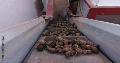 Extracting seeds from pine cones. The process of cleaning the cones and extracting the seeds for subsequent forest restoration.