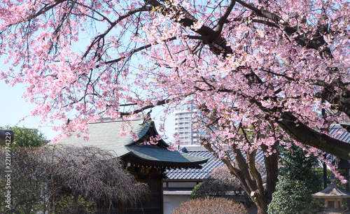 Sakura au Parc d'Ueno