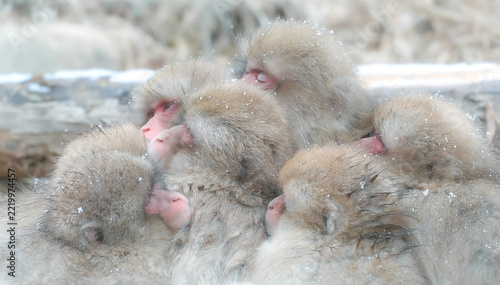 Jigokudani Monkey Park