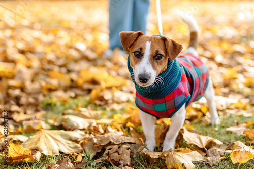 Jack Russell Terrier dog wearing a plaid coat on a leash in autumn park. Cute dressed pet walking with owner, lifestyle.