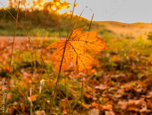 single maple leaf 
