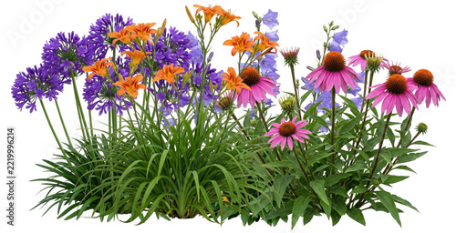 Diverse collection of colorful flowers and low shrubs for landscaping, transparent background