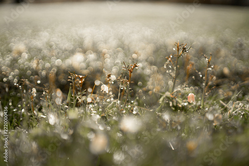 Dew on norwegian grass and moss.