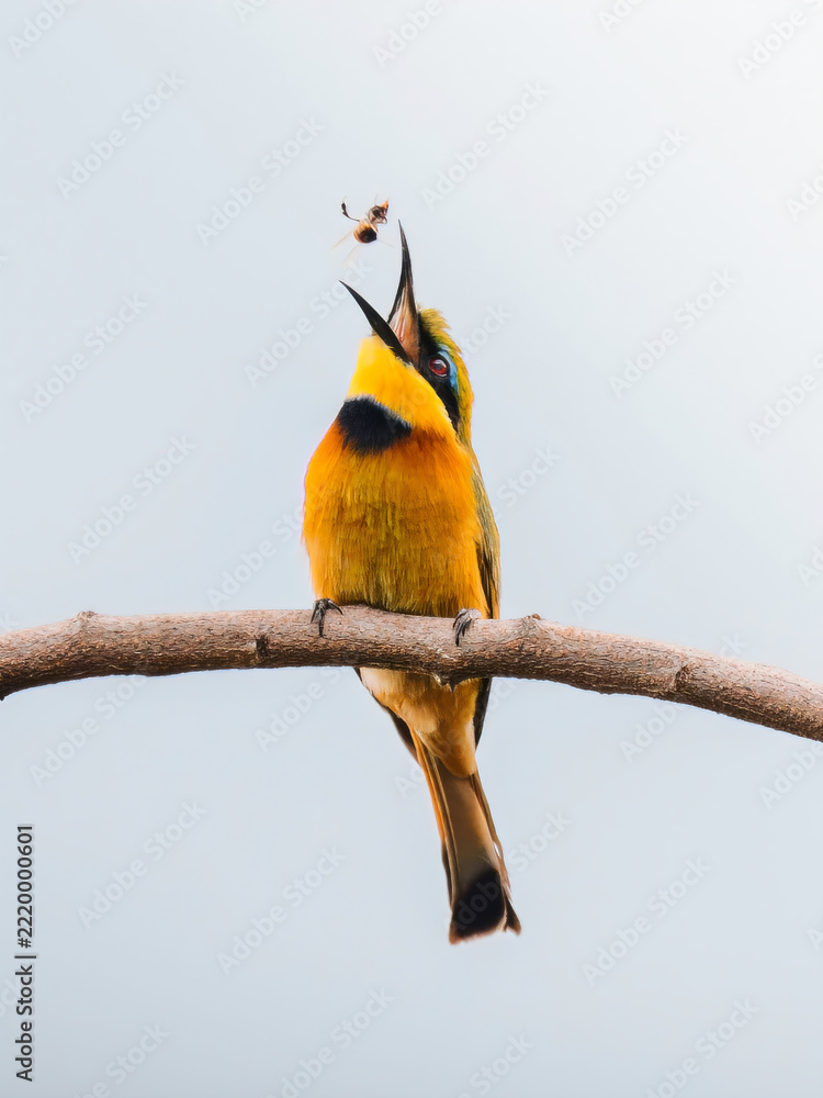 Fototapeta premium yellow billed hornbill