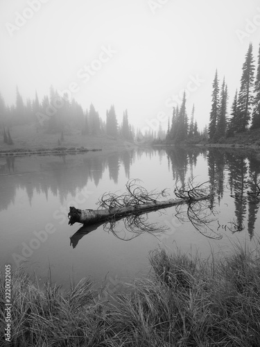 Black and white of calm pond on foggy morning.