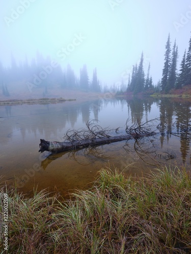Tree in shallow pond on foggy morning.