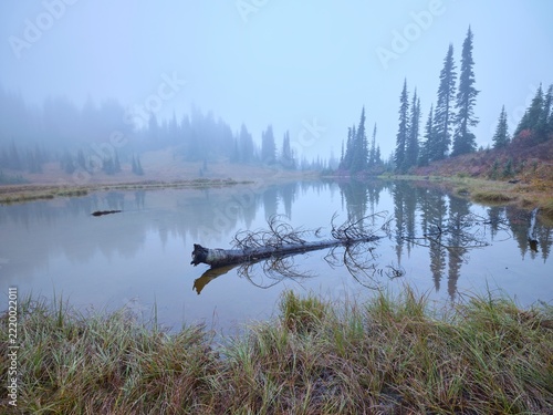 Tree in pond on foggy morning.