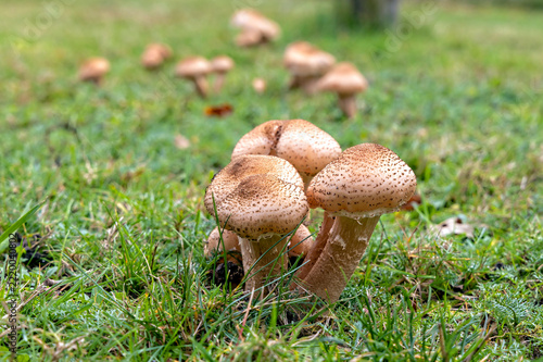 Spot the mushrooms in the Oisterwijk Woods.