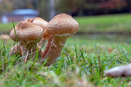 Spot the mushrooms in the Oisterwijk Woods.