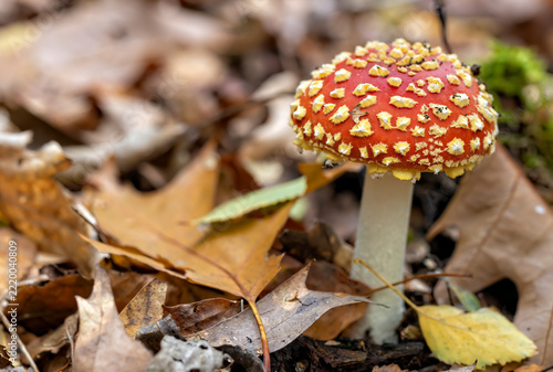 Spot the mushrooms in the Oisterwijk Woods.