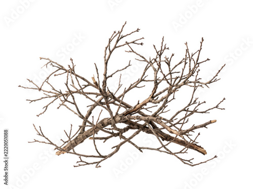 Fotografie Dried Twig Cluster with Delicate Branches Against a Bright Studio Setup