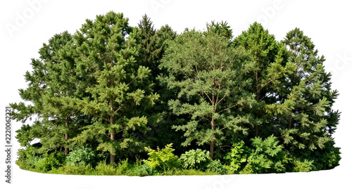 Isolated Cluster Of Lush Green Coniferous And Deciduous Trees
