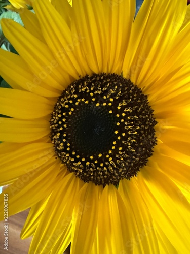 close up of a sunflower