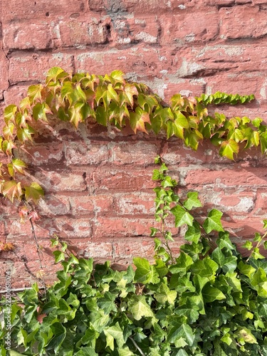 Background: red brick wall covered with green ivy and Virginia creeper in autumn