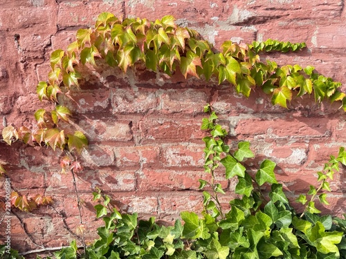 Background: red brick wall covered with green ivy and Virginia creeper in autumn