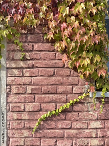 Background: red brick wall covered with green ivy and Virginia creeper in autumn