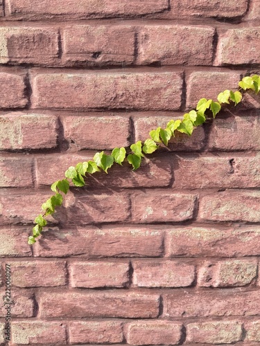 Background: red brick wall covered with green ivy in autumn