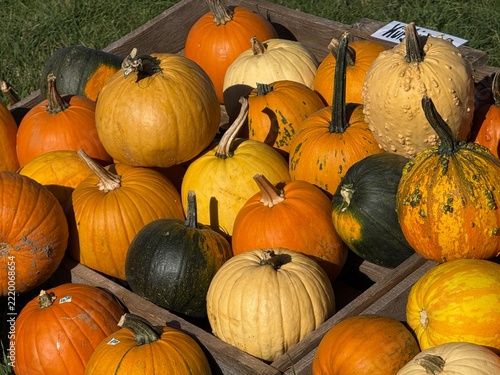 various pumpkins piled up for sale at the edge of a field