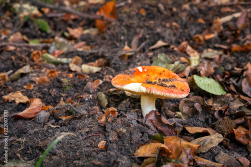 Vivid Orange-Red Mushroom on Forest Floor, Heverlee Bos