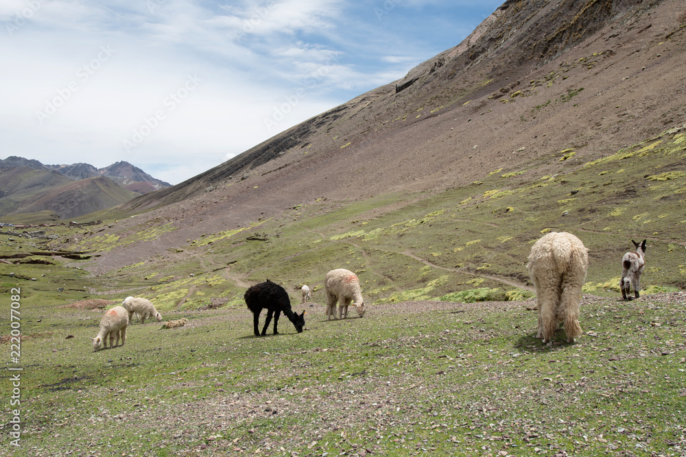 Fototapeta premium Alpacas grazing on rainbow mountain slopes, andes peru