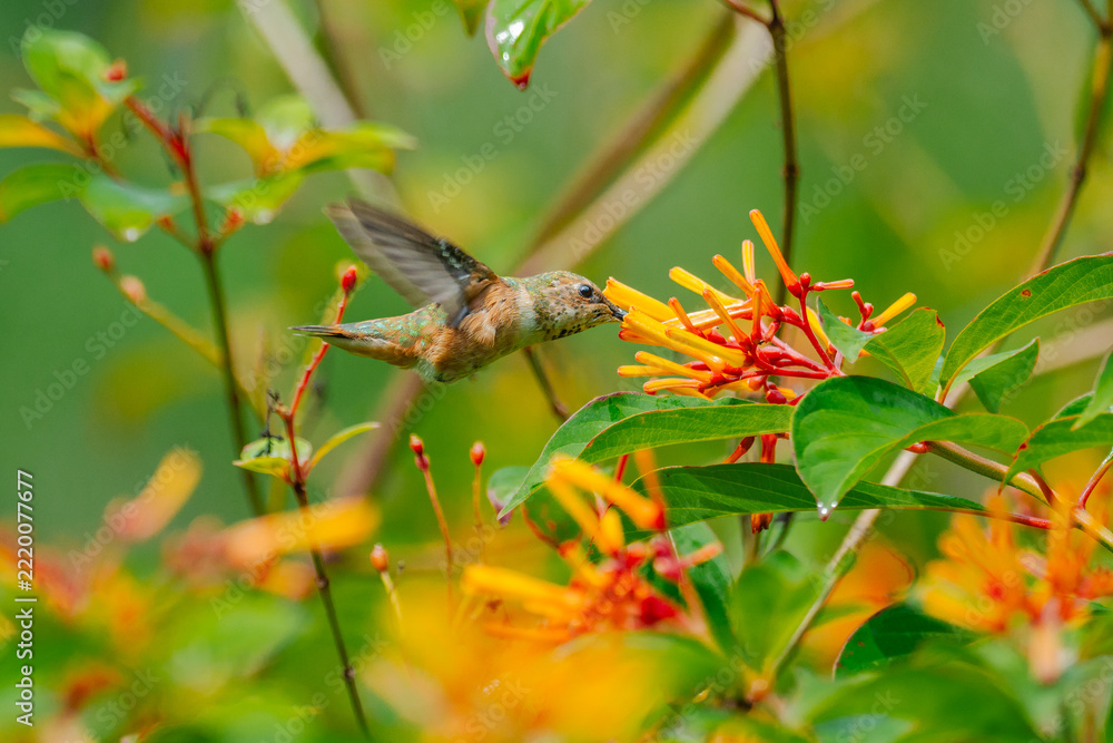 Fototapeta premium Rufus Hummingbird- female