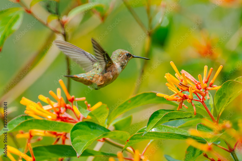 Fototapeta premium Rufus Hummingbird- female