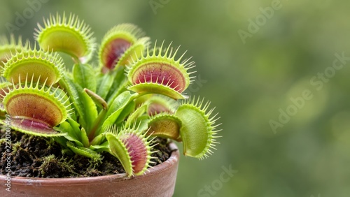 Open Green Flytrap Leaves with Red Interiors in a Plain Garden Pot