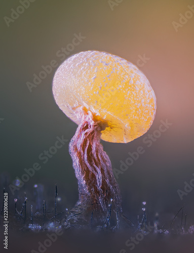 Slime mold - Physarum viride. It's a small protist organism