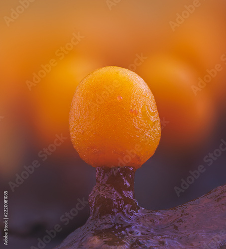 Slime mold - Trichia varia. It's a small protist organism