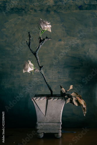 Roses on a dry tree in a broken pot