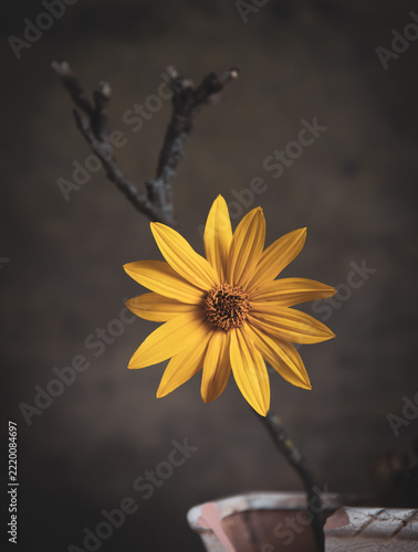sunflower on dry wood fine art