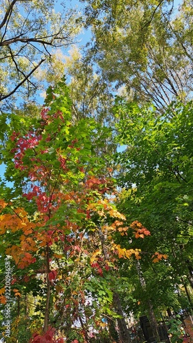Colorful autumn foliage glowing among layered green trees beneath a clear blue sky, creating a vibrant vertical woodland canopy scene in a leafy outdoor setting