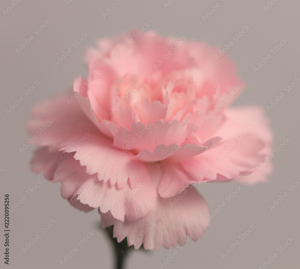 Naklejka premium Close-up Smoke selected soft focus cream beige pink Carnation, rose Flower bud Petals. Natural art neutral blur light fog gray background.