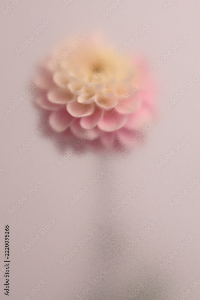 Naklejka premium Macro Smoke selected soft focus beige pink Dahlia, chrysanthemum, aster Flower through translucent matte frosted glass. Abstract natural blurred grain light fog background.
