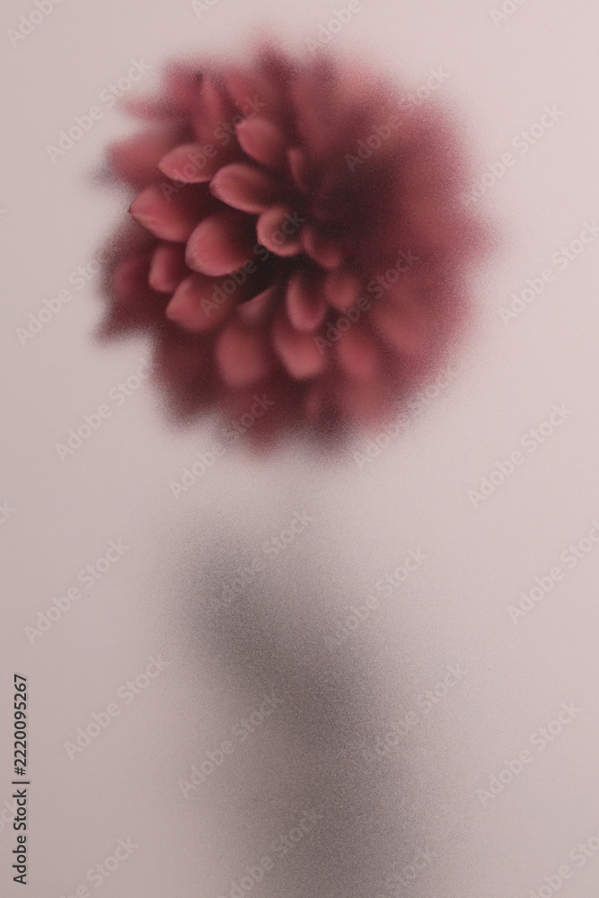 Fototapeta premium Smoke selected soft focus red brown Dahlia, chrysanthemum, aster Flower through translucent matte frosted glass. Abstract natural blurred grain fog background.