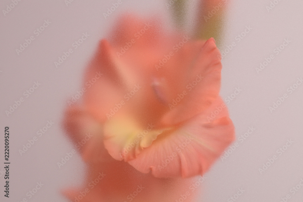 Fototapeta premium Smoke selected soft focus Gladiolus Flower translucent matte frosted glass. Abstract natural blurred grain light fog background.