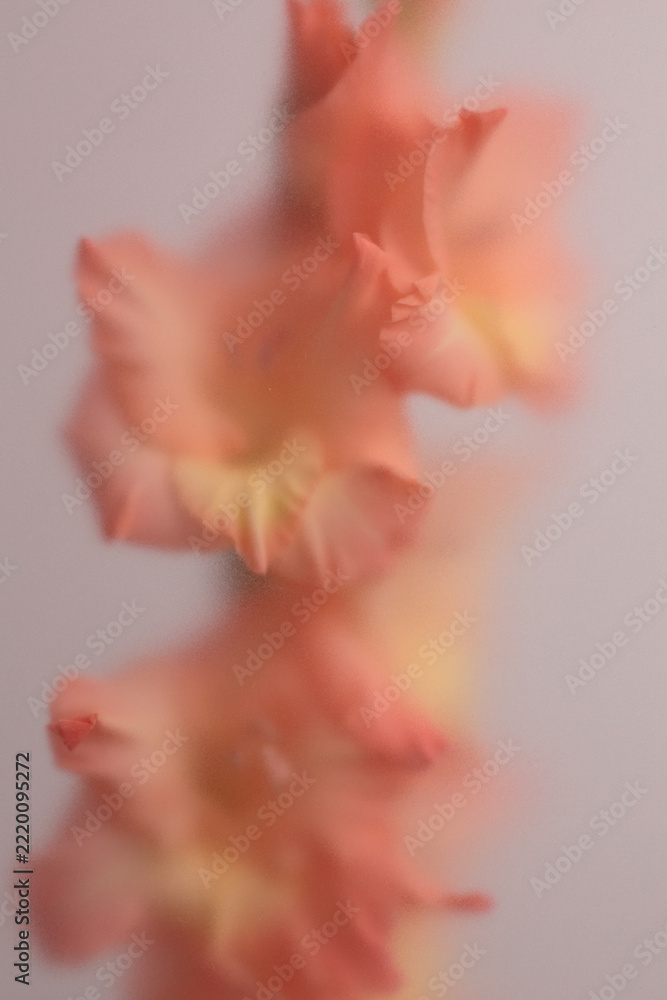 Fototapeta premium Smoke selected soft focus Gladiolus Flower translucent matte frosted glass. Abstract natural blurred grain light fog background.