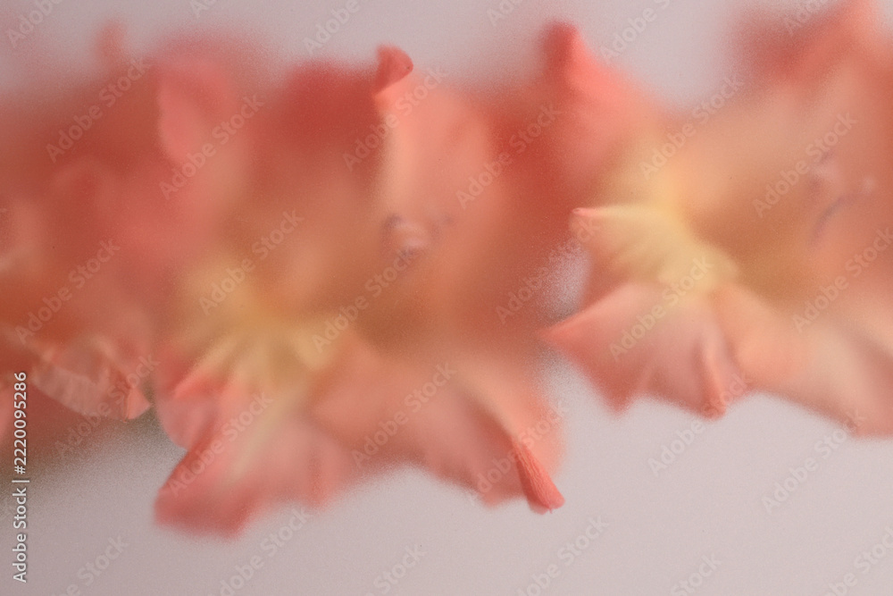 Fototapeta premium Smoke selected soft focus Gladiolus Flower translucent matte frosted glass. Abstract natural blurred grain light fog background.