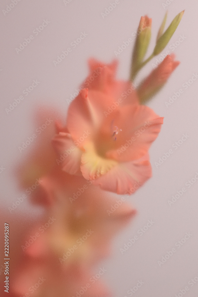 Fototapeta premium Smoke selected soft focus Gladiolus Flower translucent matte frosted glass. Abstract natural blurred grain light fog background.