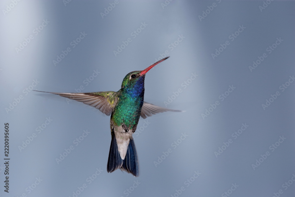 Fototapeta premium Broad-billed hummingbird in flight with motion