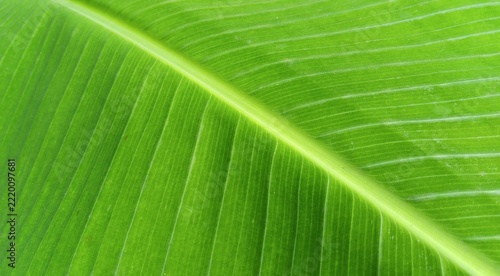 Close-up of a green tropical leaf with detailed veins and a diagonal midrib, creating a natural botanical texture for backgrounds and organic designs.