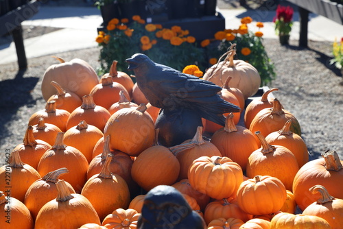 pile of pumpkins 