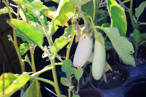 white eggplant