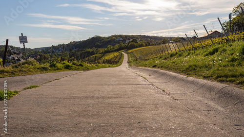 Paved road through vineyards in Würzburg, Germany